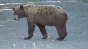 Kanada_medved2